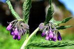 Le Jardin des Herbes&nbsp;Folles