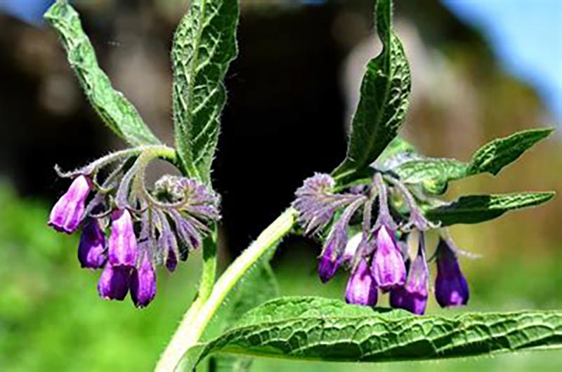 Le Jardin des Herbes&nbsp;Folles