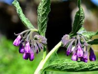 Mars 2026 aux&nbsp;J.H.F.