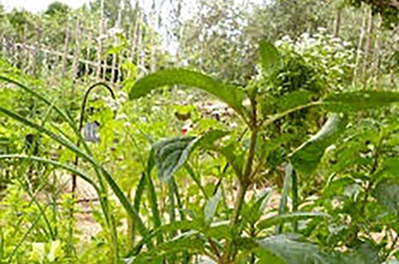 Avril aux Herbes&nbsp;Folles